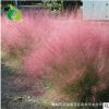 專業(yè)種植批發(fā) 毛芒亂子草 粉黛亂子草 盆栽苗 多年生觀賞草花