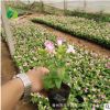 禾豐園花卉培育 夏瑾 陽(yáng)臺(tái)植物 綠化盆栽 開花植物 景觀裝飾綠植