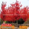 批發(fā)美國紅楓樹苗.日本紅楓.中國紅楓嫁接苗.紅楓小苗品種齊全
