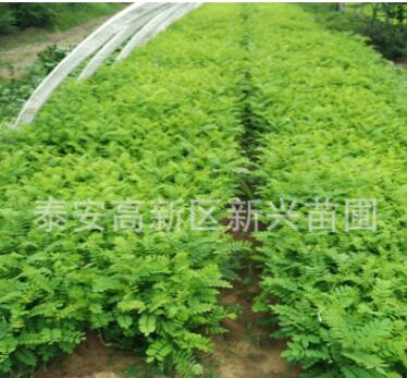 刺槐樹苗 別名洋槐樹苗、香花槐苗，洋槐樹花