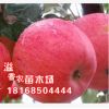 盆栽地載果樹苗 嫁接蘋果樹苗 白水蘋果苗 南方北方種植 當(dāng)年結(jié)果