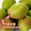 嫁接梨樹苗批發(fā) 庫爾勒香梨樹苗 新疆香梨樹苗 庫爾勒香梨苗包郵