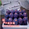 美國黑李苗黑布林李子苗黑布朗李黑布林樹苗布林李苗