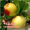 新疆和田棗樹苗 臺灣大青棗樹苗冬棗 雪梨棗樹苗 當年結果棗樹苗
