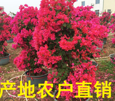 福建三角梅價格 三角梅批發 三角梅產地 百畝基地 規格齊全