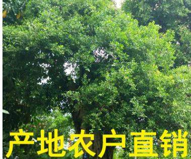小葉榕盆景 小葉樁景 造型小葉榕 大型小葉榕 農戶基地直銷