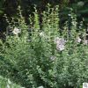 基地直銷 木槿 叢生木槿 木槿價格 綠化樹苗批發 綠化苗木低價