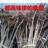 批發櫻花樹苗重瓣日本晚櫻櫻花小苗早櫻當年開花規格齊全