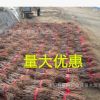 批發銀杏樹苗 銀杏小樹苗綠化苗木占地拆遷白果樹苗規格齊全