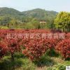 紅葉石楠球 紅葉女貞 規格齊全 綠化工程 基地直供 別墅綠化
