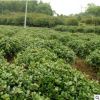 無吃狗骨球 成活率高 價格優惠 別墅綠華 工程苗 基地直銷