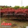 供應(yīng)雞爪槭 綠化小苗 行道樹 雞爪楓 綠化工程苗木 基地直銷