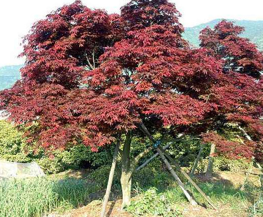 紅楓