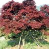 紅楓