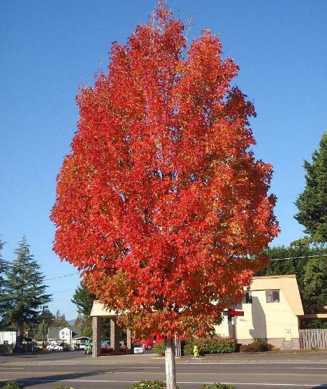 紅楓