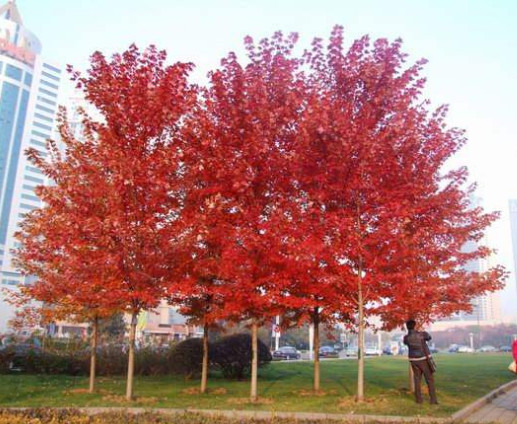 高接紅楓