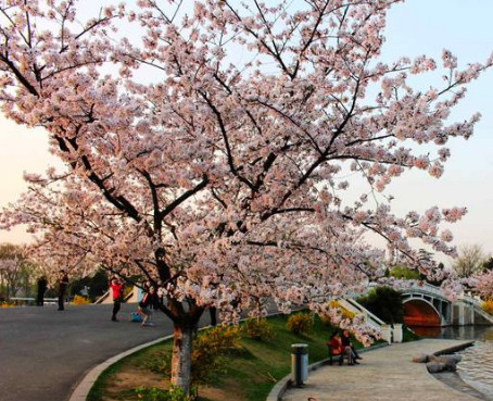 櫻花