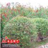 基地出售綠化工程苗 火棘球 火棘小苗 綠化苗木規格齊全量大優惠