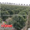批發優質綠化苗木 行道樹 大葉黃楊球 黃楊苗 規格齊全 基地直銷