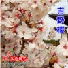 批發直銷日本櫻花小苗 低價出售 櫻花種苗 行道樹工程綠化苗木
