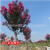 園林綠化苗木批發 正宗從生紅花紫薇樹苗 百日紅 紅火箭 紅火球