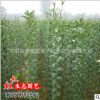 批發供應綠化工程苗木 行道樹景觀 高桿植物 女貞小苗 大葉女貞苗
