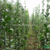 大量批發北方耐寒植物北海道黃楊學名冬青衛矛也稱大葉黃楊籬笆苗