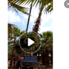 福建百畝老人葵桿高1-8米，農戶直銷，低價批發，種植成活率高