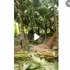 福建大量精品蒲葵桿高1-6米，土地到期，便宜處理
