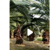 福建800畝基地粗壯加拿利海棗桿高1-4米低價處理，成活率高