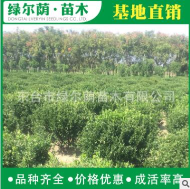 基地批發黃楊球綠化工程 園林風景綠化樹 規格齊全黃楊球