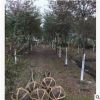 紅櫸樹(shù)苗批發(fā)耐寒耐紅櫸小苗苗圃直銷(xiāo)工程綠化苗木行道樹(shù)量大價(jià)優(yōu)