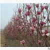 紫玉蘭苗二喬玉蘭樹(shù)苗 紅花玉蘭綠化樹(shù)庭院種植 精品特價(jià)基地直銷(xiāo)