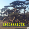熱銷常綠性造型油松 各種規格造型油松 歡迎實地考察