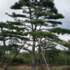 長期銷售各種易成活平頂松 造型美觀平頂松 景觀綠化松