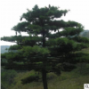 基地常年供應華山松 多年種植經驗 根系發達易成活華山松