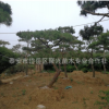 山東園藝場(chǎng)經(jīng)銷批發(fā)景松 低價(jià)供應(yīng)各種規(guī)格造型景區(qū)景松