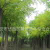 優(yōu)質(zhì)黃金槐種植熱賣各種規(guī)格黃金槐 量大從優(yōu) 優(yōu)質(zhì)黃金槐