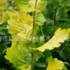 銷售各種綠化工程用金葉榆 批發(fā)價(jià)金葉榆 耐旱耐寒金葉榆