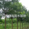 哪里可以買到國槐？山西國槐批發(fā)價格 ？國槐產(chǎn)地詳情