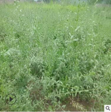 葉用枸杞苗 菜用枸杞苗 無(wú)果枸杞苗