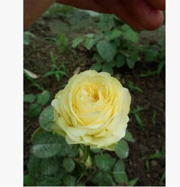 日月 灌木切花 發泡奶油月季花苗小苗