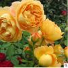【菁農園藝】歐月黃金慶典藤本月季花苗 玫瑰盆栽綠植花卉大苗