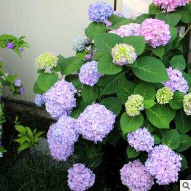 無盡夏繡球 八仙花 繡球花盆栽
