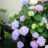 無盡夏繡球 八仙花 繡球花盆栽