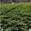 鴨腳木苗 觀葉綠植鵝掌柴 招財樹 辦公室內客廳花卉盆栽