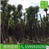 移栽骨架綠化苗木 骨架香樟造型接工程苗 香樟地苗供應(yīng)