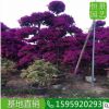 三角梅造型 規(guī)格齊全 批發(fā)盆栽勒杜鵑 柱形景觀樹 直銷紫花三角梅