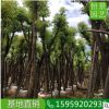 香樟多桿骨架綠化可接工程苗 移植小苗香樟供應(yīng) 香樟規(guī)格齊