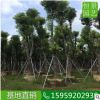 全冠袋苗香樟多桿園林 香樟移植工程綠化苗木 全冠香樟批發(fā)